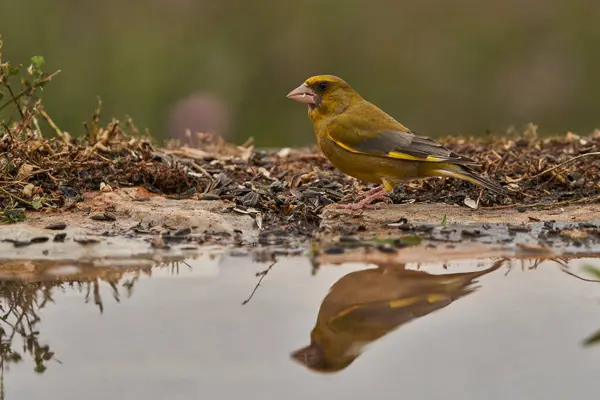 European greenfinch or common greenfinch (Chloris chloris) in the forest pond                               