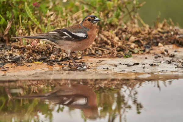 Chaffinch (Fringilla coelebs) orman göletinin yosunlarında                               