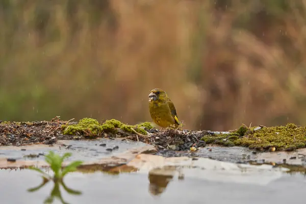 European greenfinch or common greenfinch (Chloris chloris) in the forest pond                               