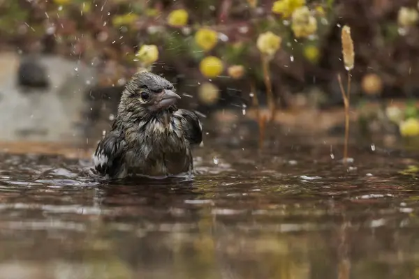 (Fringilla coelebs))                      