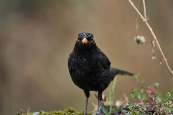 common blackbird or, more commonly, blackbird (Turdus merula) in the park pond                               