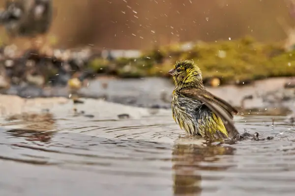 Siskin Siskin in forest pond (Carduelis spinus) Guaro Malaga Andalusia Spain                              