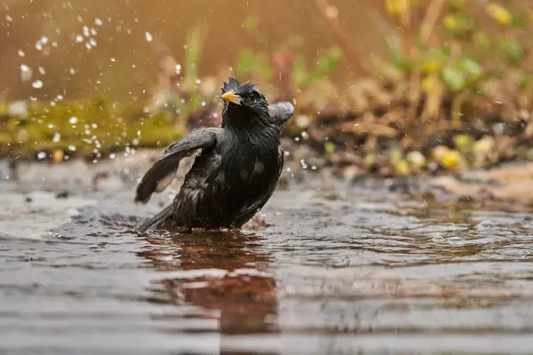   Gölde yıkanan siyah sığırcık (Sturnus unicolor)                             