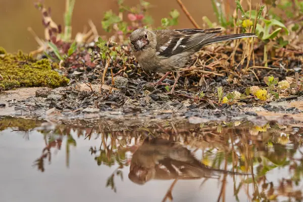  Chaffinch (Fringilla coelebs) orman göletinin yosunlarında                              