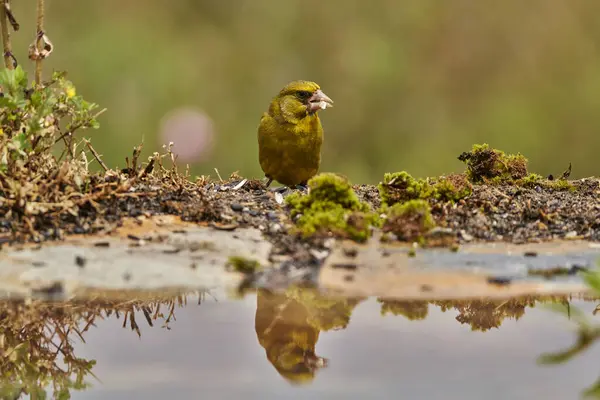  Avrupa yeşil ispinozu veya yaygın yeşil ispinoz (Chloris chloris)                              