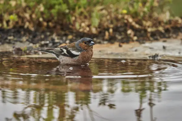 stock image chaffinch in forest pond (fringilla coelebs)                               