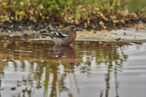 stock image chaffinch in forest pond (fringilla coelebs)                               