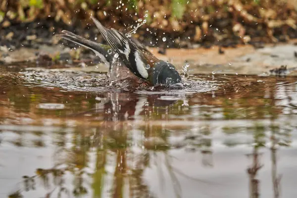 chaffinch in forest pond (fringilla coelebs)                               