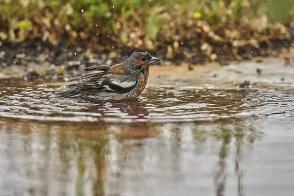 stock image chaffinch in forest pond (fringilla coelebs)                               