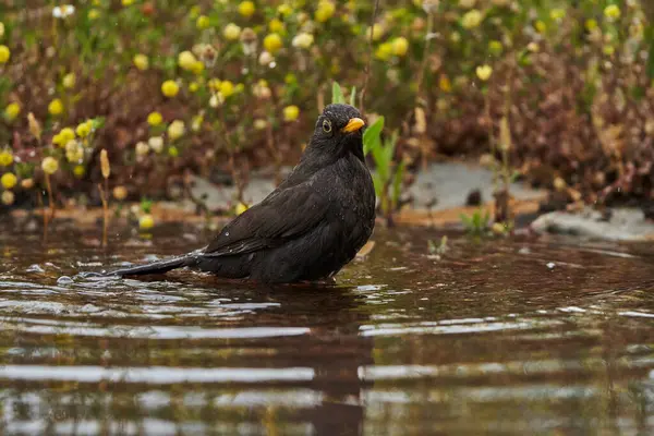   common blackbird or, more commonly, blackbird (Turdus merula) in the park pond                             