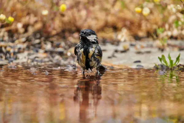  great tit bathing in the pond (Parus major) Andalusia Spain                              