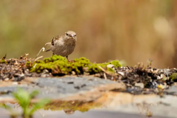 chaffinch in forest pond (fringilla coelebs)                               