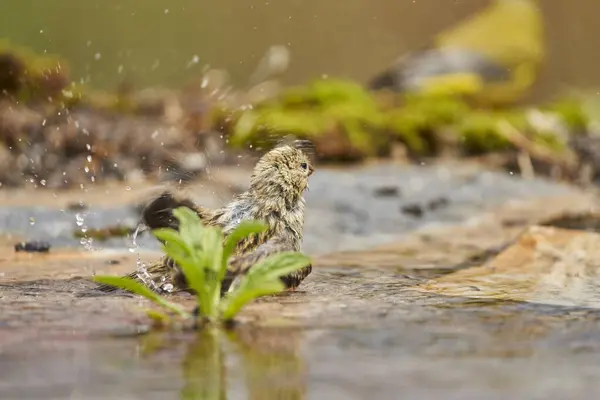 Siskin Siskin in forest pond (Carduelis spinus) Guaro Malaga Andalusia Spain                               