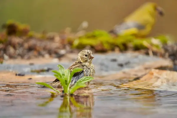 Siskin Siskin in forest pond (Carduelis spinus) Guaro Malaga Andalusia Spain                               