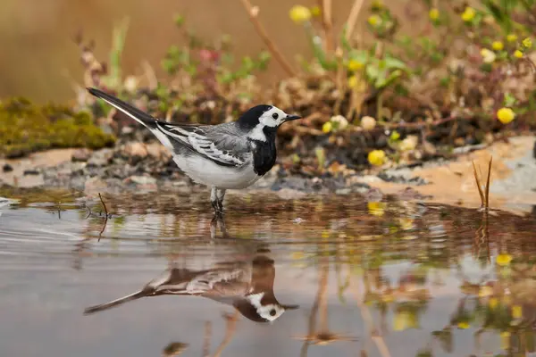 white wagtail in the forest pond                               