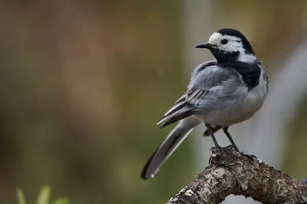 white wagtail in the forest pond                             