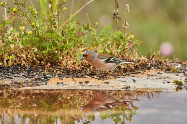 chaffinch in forest pond (fringilla coelebs)                               