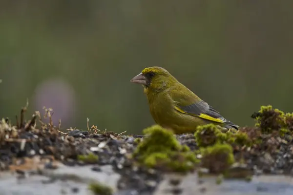 stock image European greenfinch or common greenfinch (Chloris chloris) in the forest pond                        