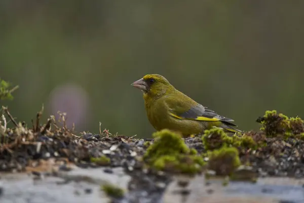 stock image European greenfinch or common greenfinch (Chloris chloris) in the forest pond                        