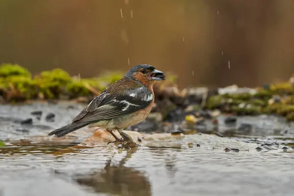 stock image chaffinch in forest pond (fringilla coelebs)                      