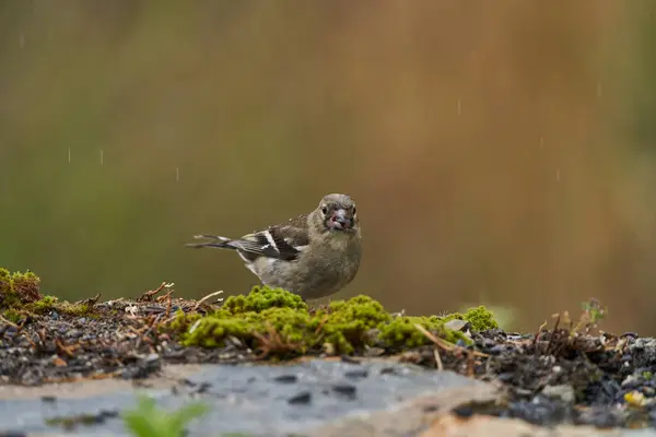chaffinch in forest pond (fringilla coelebs)                      