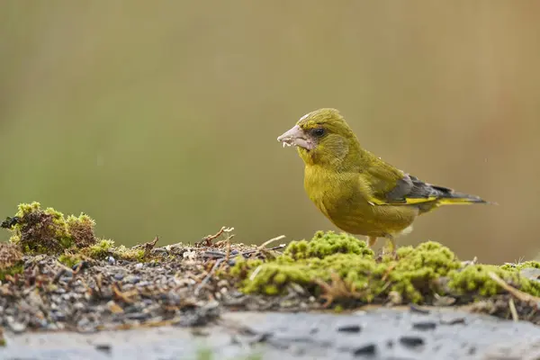 stock image European greenfinch or common greenfinch (Chloris chloris) in the forest pond                        