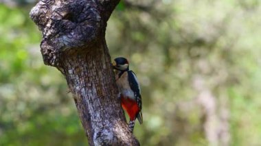 Ağaçkakanlar kütüğü gagalıyor