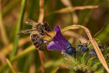 Çiçek üzerindeki bal arısı (apis mellifera)                               