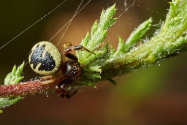 Napoleon spider, crab spider, (Synema globosum)                             clipart
