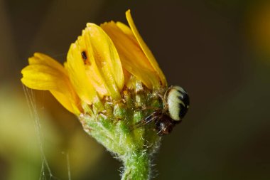 Napolyon örümceği, yengeç örümceği, (Synema globosum)                               