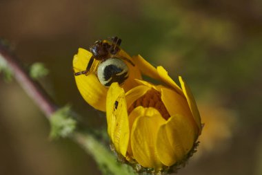 Napolyon örümceği, yengeç örümceği, (Synema globosum)                               