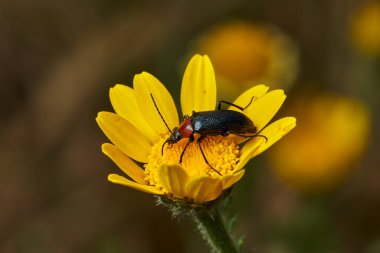Sarı bir çiçekte kırmızı yakalı böcek (Dinoptera yaka)                               