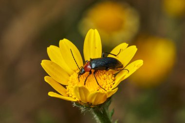 Sarı bir çiçekte kırmızı yakalı böcek (Dinoptera yaka)                               