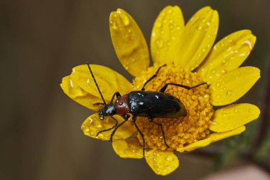 Sarı bir çiçekte kırmızı yakalı böcek (Dinoptera yaka)                               