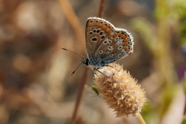Sıradan moray kelebeği (Aricia cramera)                               