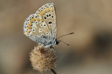Sıradan moray kelebeği (Aricia cramera)                               