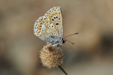 Sıradan moray kelebeği (Aricia cramera)                               