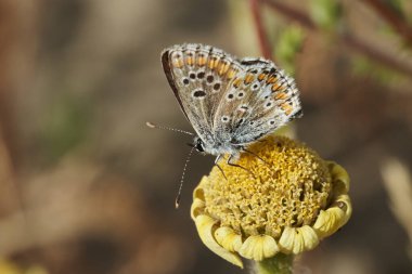 Sıradan moray kelebeği (Aricia cramera)                               