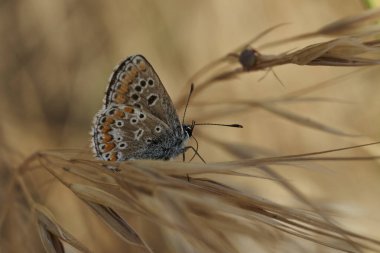 Sıradan moray kelebeği (Aricia cramera)                               