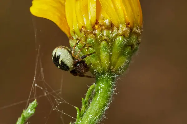 Napolyon örümceği, yengeç örümceği, (Synema globosum)                               