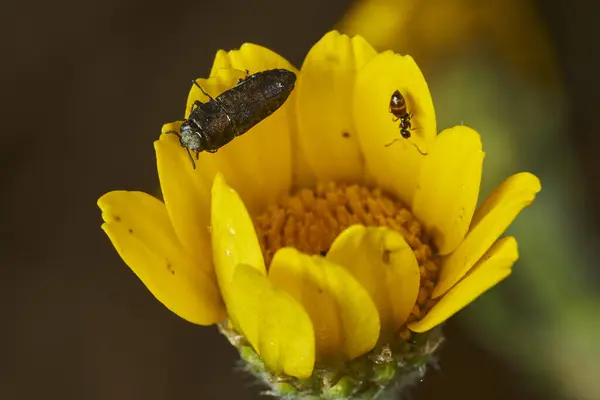  Metalik borer böceği (Acmaeodera ihmali)                              