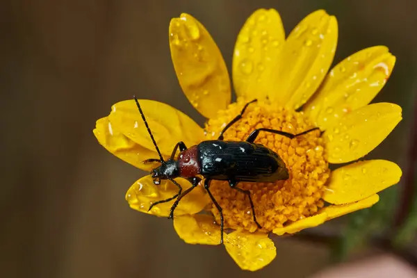 Sarı bir çiçekte kırmızı yakalı böcek (Dinoptera yaka)                               