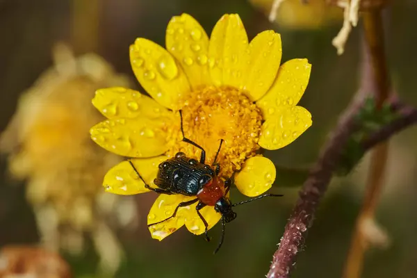 kırmızı yakalı böcek (Dinoptera yaka)                               