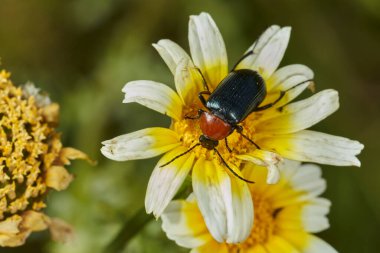 kırmızı yakalı böcek (Dinoptera yaka)                               