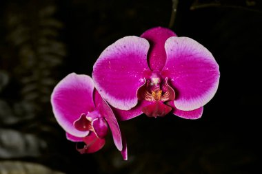 pink butterfly orchid (phalaenopsis aphrodite)                                clipart