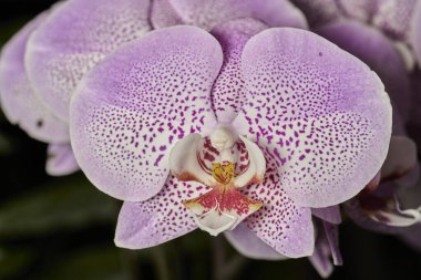 Pembe kelebek orkidesi (phalaenopsis aphrodite)                               