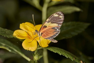     Uzun kuyruklu kaplan kelebeği (heliconius hekale)                                     