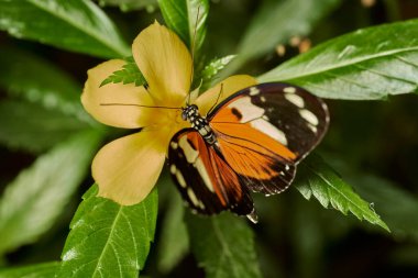     Uzun kuyruklu kaplan kelebeği (heliconius hekale)                                     