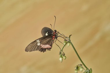  Kuş kanadı kelebeği (parides erithalion)                              