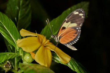           Uzun kuyruklu kaplan kelebeği (heliconius hekale)                               